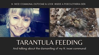 Tarantula Feeding  N incei Communal Failure [upl. by Aziul328]