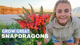 How to Grow Snapdragons as Cut Flowers  From Seed to Harvest [upl. by Levinson]