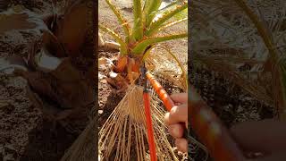 Washingtonia filifera in Albuquerque NM Elev5303ft 10152024 [upl. by Durr475]