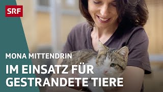 Tierpflege und Vermittlungen im grössten Tierheim der Schweiz  Mona mittendrin 2022  SRF Dok [upl. by Ademla]