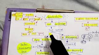 Agrobacteriumsoil bacteriaTiplasmidRiplasmidcrown gall diseasestumor diseaseshairy root dis [upl. by Gleich]