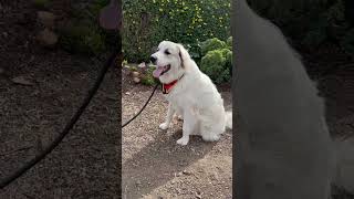 Is the Great Pyrenees the Ultimate Family Dog 🐶 [upl. by Berger]