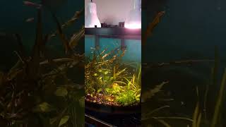 26 Gallon Planted BowFront Aquarium [upl. by Eahc]