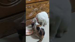 দুজন মিলে ক্যাটফুড খাওয়া দাওয়া funnycats catie funniestcutie shots [upl. by Malena]