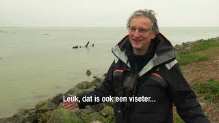 VISMIGRATIERIVIER I Visetende vogels IJsselmeer [upl. by Zzabahs439]