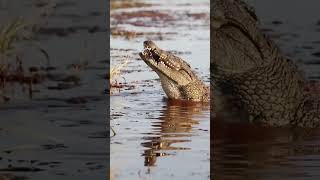 Crocodile Eating Antelope shorts animals wildlife [upl. by Bjorn]