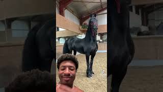 Black horse horse animals horselover horseriding subscribe viralshorts horses [upl. by Ytsirk931]