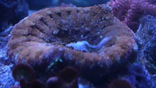 mini carpet anemones spawning in my reef [upl. by Anilosi]