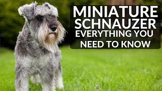 MINIATURE SCHNAUZER 101  Everything You Need To Know About Owning A Schnauzer Puppy [upl. by Friend]