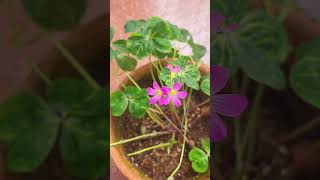 OXALIS CORYMBOSA AUREORETICULATAoxalis oxalislover mygarden flowerlovers gardening [upl. by Islean]