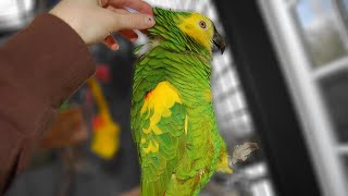 Amazon Parrot Purrs  Storm [upl. by Jarnagin]