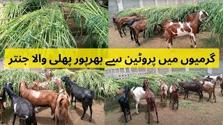 Jantar Crop For Goat  Jantar Grass For Goat  Jantar For Goat  Jantar For Bakra  Bakri ka Chara [upl. by Ahsema]