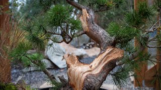 How to Create Deadwood on a Pine Bonsai Tree [upl. by Morly295]