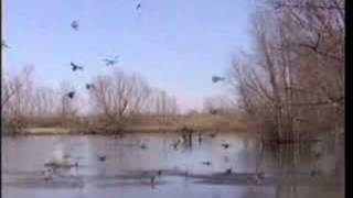 Reelfoot Lake Duck Hunting Guides 7315884531 [upl. by Amehsat443]