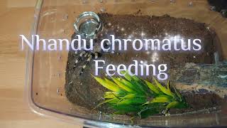 nhandu chromatus feeding [upl. by Alat]