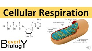 Cellular Respiration in detail [upl. by Dasya552]