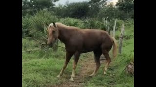 Encefalitis Equina del Este en Tamaulipas México [upl. by Notrab]