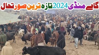 Cow Mandi 2024  Desi Cow Price Update  Sahiwal Cholistani Cow  Malumor Mandi Jhang [upl. by Beard]