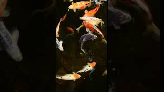 samsung theme video wallpaper Fish [upl. by Oicafinob673]