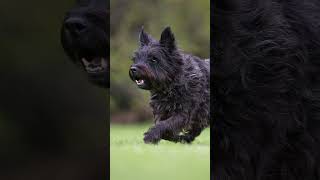 quot🐾 Meet the Cairn Terrier Dog Dogs Dogfacts Cairenterrier CairnTerriers [upl. by Brighton]