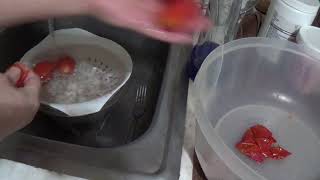 BLANCHING TOMATOES [upl. by Pompea]