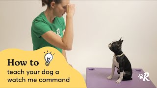 How to Teach Your Dog a Watch Me Command [upl. by Nikolaus]