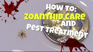 How To Zoanthid Care and Pest Treatment [upl. by Llerref978]