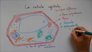 SVT  cours Localisation de linformation génétique [upl. by Norm]