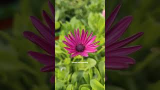 Osteospermum Flowers Mix Colour in my terrace garden shorts gardening flowers [upl. by Dorraj778]