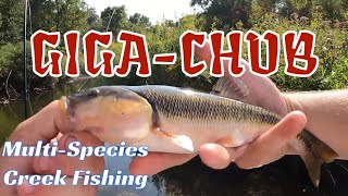 MONSTER CREEK CHUB CAUGHT Multi Species Creek Fishing Michigan [upl. by Lon]