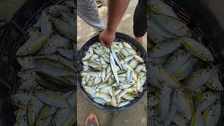 A lot of fish catch in purse seine nets [upl. by Essam]