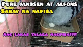 PURE JANSSEN AT ALFONS SABAY NAGPISA NG INAKAY [upl. by Thane]