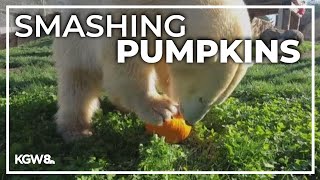 Oregon Zoo animals having a gourd time this Halloween season [upl. by Natlus]