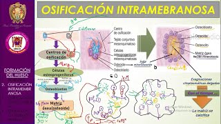 Osificación Endocondral e Intramembranosa  Bien explicado [upl. by Akimed]