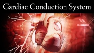 Conduction System of the Heart Anatomy and Physiology Animation [upl. by Inoy]