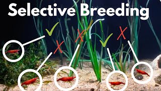 How to Selectively Breed Shrimp  Improve the color amp quality of your shrimp colony [upl. by Htbazile]