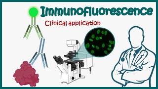 Immunofluorescence  Direct and Indirect Immunofluorescence  clinical application of IF [upl. by Particia]