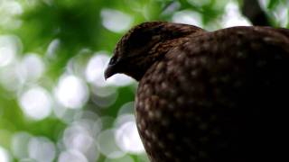 貴重なカンムリセイラン Crested Argus [upl. by Einolem64]