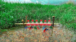 How To Make A Betta Fish And Wild Fish Trap By Using Big Cola Bottle At Countryside Episode 18 [upl. by Orofselet]