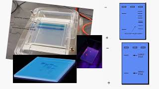 Electrophoresis Meaning and Types [upl. by Sang]