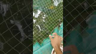 Arapaima feeding 😨😨 fishing trending fish vlog funny [upl. by Gun985]