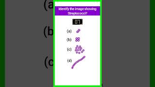 Quiz15  Bacterial Identification  microbiology bacteria shorts basicappliedmicrobiology [upl. by Assiluj971]