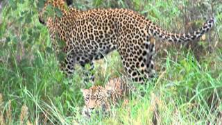 Leopards Mating  Cheetah Plains  Sabi Sand Karula amp MvulaMOV [upl. by Barimah]