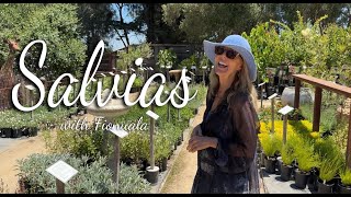 🌿🪴All about Salvias Fionualas Tips🌿🪴 [upl. by Engdahl]