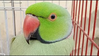 Ringneck Talking Parrot [upl. by Acsisnarf335]