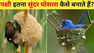 चिड़िया के घोसले  12 Most Amazing Birds Nests In The World  Chidiya Apna Ghosla Kaise Banati Hai [upl. by Frayne237]