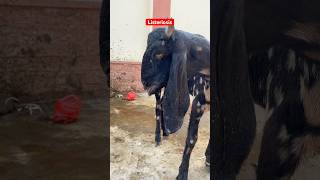 Listeriosis in goat  چکری کی بیماری  Facial paralysis  paralysis  goat goatmedicine goats [upl. by Venice]