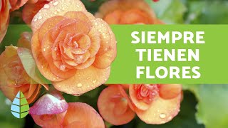 10 PLANTAS que FLORECEN TODO EL AÑO  Nombres y Cuidados [upl. by Annabel321]