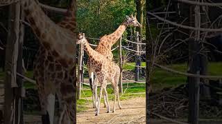 Kordofan Giraffes of Planckendael ZOO Mechelen Belgium Please subscribe thanks🦒planckendaelzoo [upl. by Aeslehs]