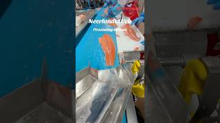 Processing salmon neerlandia trending salmon trendingshorts [upl. by Atsed]